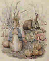 Beatrix Potter illustration